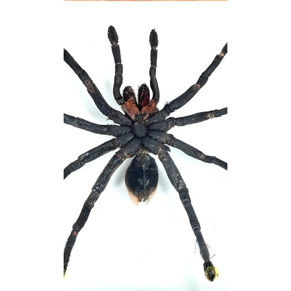 Tarantula Taxidermy Yucatan Rust Rump Giant Hairy Real Spider Between Glass - Picture 10 of 15
